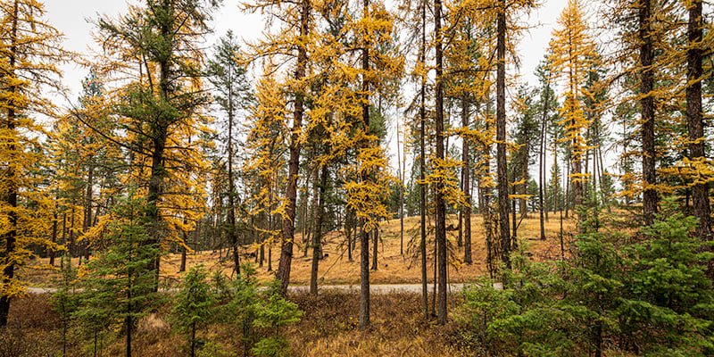 Trail View Header Image