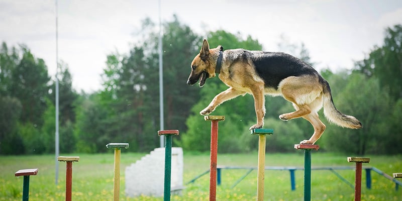 dog-training-email