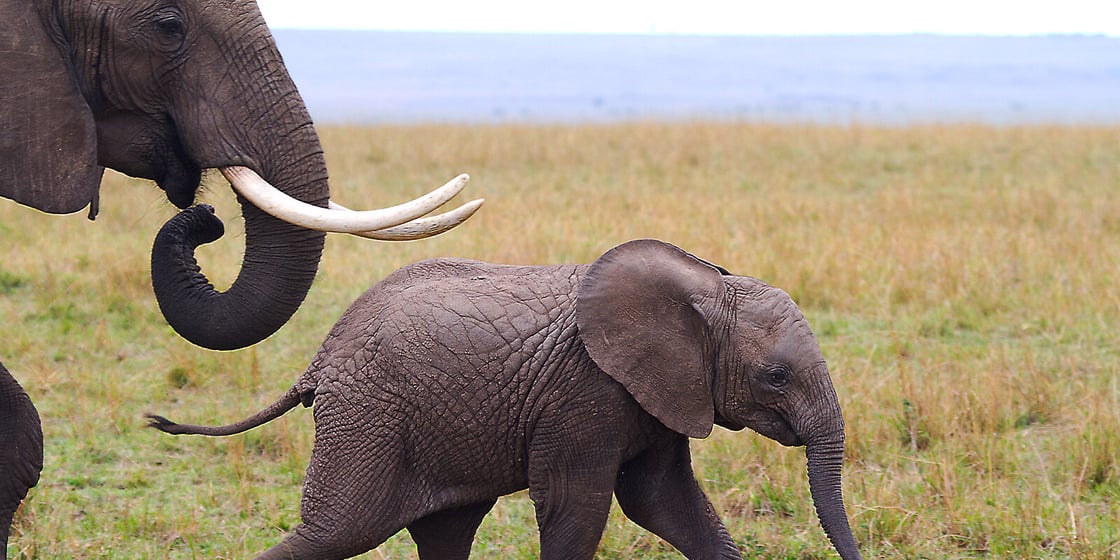 elephant-nudge