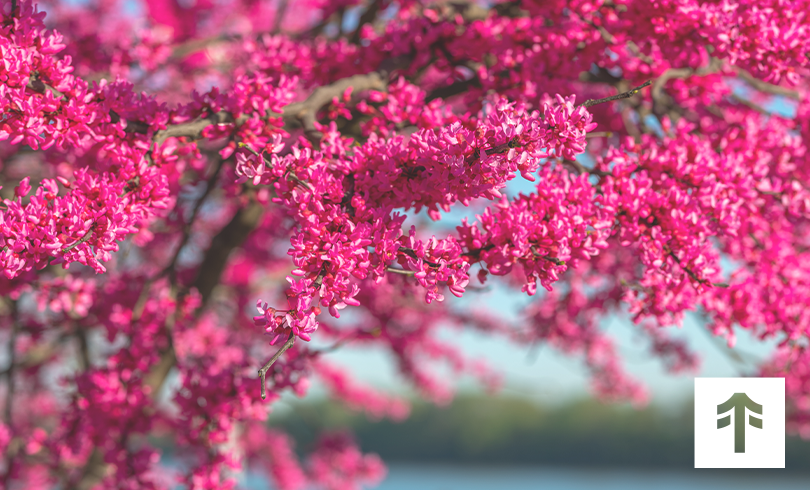 tamarack-newsletter-0525-2